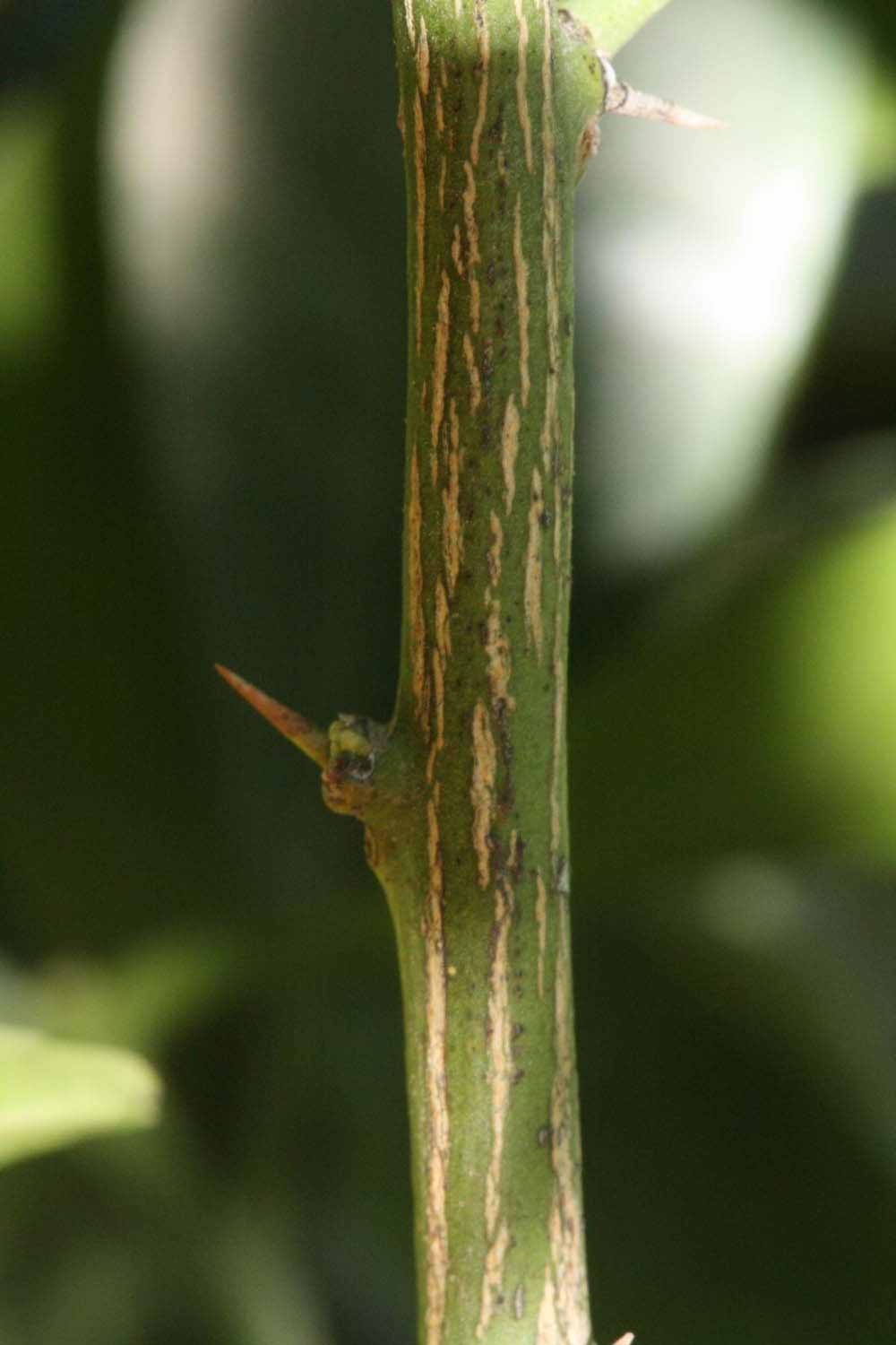              Second - third year twig (Riverside, CA)       